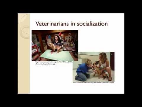 Early socialization practices and adult dog behavior – Video abstract [ID 62081]