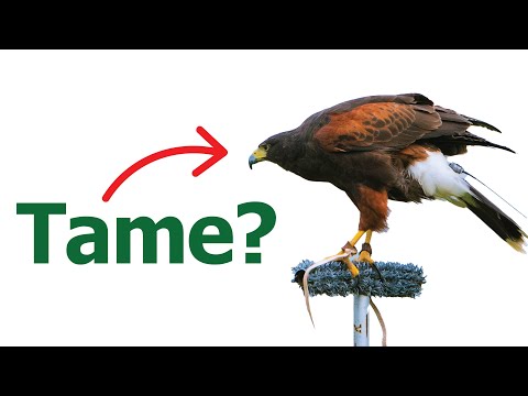 How To Tame a HAWK in real life | How to man your hawk | Operant conditioning