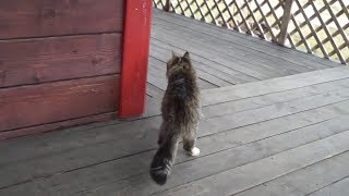Смотреть онлайн У кота крутая походка