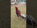 Ciri Kokok Ayam Bangkok Pembunuh