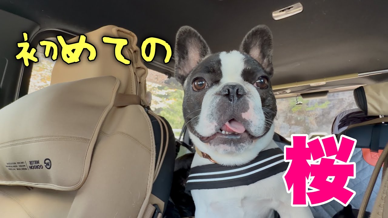 産まれて初めての桜並木に末っ子犬のお目目もキラッキラでした【お花見散歩】