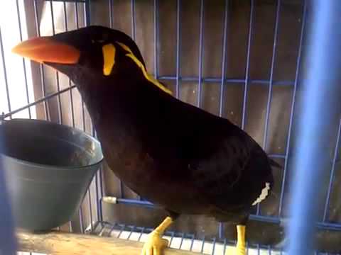 Terjual Burung Beo Ngomong Assalamualaikum Kaskus