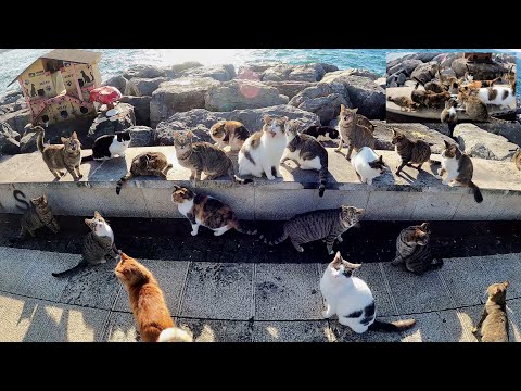Adorable Paws Merry Christmas Party - Fish Restaurant for Stray Cats - Cute Kittens - Meow Orchestra