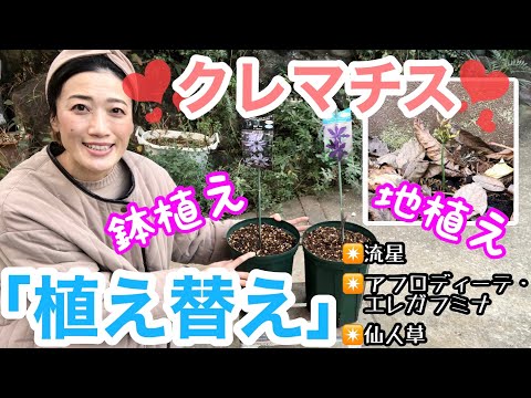 , title : '【クレマチス】植え替え（鉢植え・地植え）/ 花満開のための重要ポイント / 苗を購入したら必ずやっておこう！！ / バラと合わせて壁いっぱいの花を楽しもう❤️  /流星ほか【ガーデニング】'