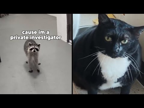 Best Animal Voiceovers - Ep. 53 (NEW)