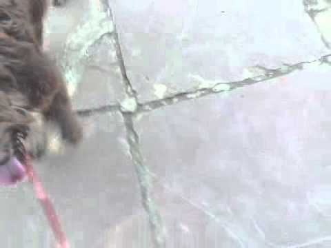 American barbet  canada