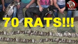 70 RATS! NEW RECORD!!! Mink and Dogs Eradicate Rats.