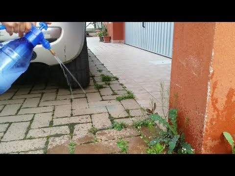 Quali vermi alla persona possono apparire da dietro Se è possibile andare con vermi a un giardino