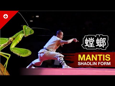 Shaolin MANTIS FIST Form by WARRIOR Monk | BEST KUNG FU