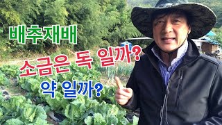 #12 배추에 소금 주는 이유? 배추 맛이 좋아 지는 이유? 한아름 통큰 배추 무 재배기술 제12편 배추 맛…