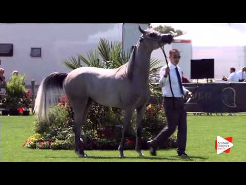 N.20 AMASI NK - Chantilly 2015 AWC - Fillies 2 years old (Class 2)