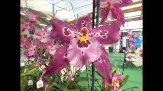 Akatsuka Orchid Gardens