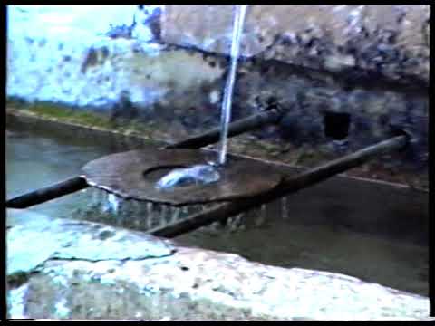 M Doallo - GHOST DOG (Prod. Rumapuntod)