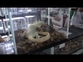 Pet World Insider Presents…An Insider Look – We go to an International Reptile Show w/ Dan Mulleary