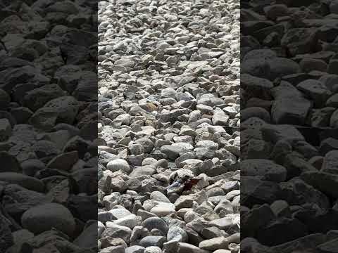 Can you spot the whitetail dragonfly? 🔎 #challenge #dragonfly #shorts