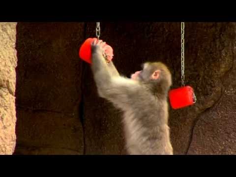 Snow Monkey's Get Frozen Treat - Cincinnati Zoo