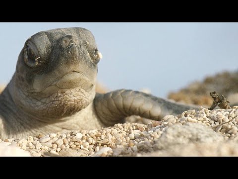 Turtle Hatchlings Face Death While Dashing to Ocean