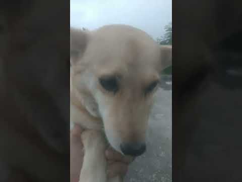 dogs viral videos 🐕 dimpy  #viralvideo #shorts #viralvideo #dogs