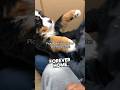 This Dog S Reaction Of Finally Getting Adopted Is Incredible Shorts
