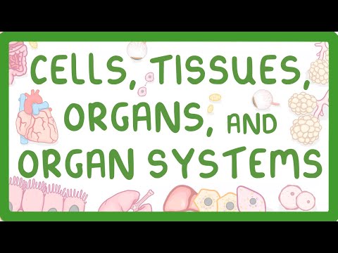 GCSE Biology - Levels of Organisation  - Cells, Tissues, Organs and Organ Systems (2026/27 exams)