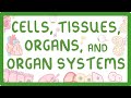 GCSE Biology Levels Of Organisation Cells Tissues Organs And Organ Systems