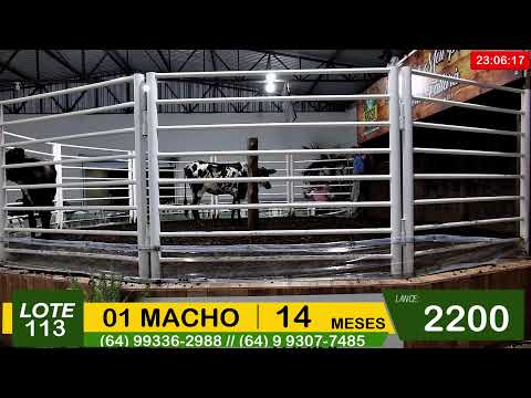 BRASIL LEILÕES - SÃO LUIS DE MONTES BELOS - GO -28/01/2026