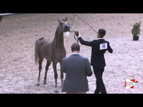 N.70 AVALON INITIAL - DEAUVILLE 2015 - Yearling Colts (Class 6B)
