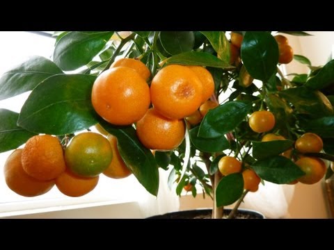 , title : 'CALAMONDIN ORANGE Update : Best Indoor Citrus Plant | Miniature Orange - Part 2'