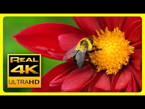 Les Plus Belles Couleurs de la Nature en 4K II 🌹🌷 Belles Fleurs - Musique Relaxante - 4K UHD TV