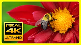 Breathtaking Colors of Nature in 4K II 🌹🌷 Beautiful Flowers - Sleep Relax Music UHD TV Screensaver