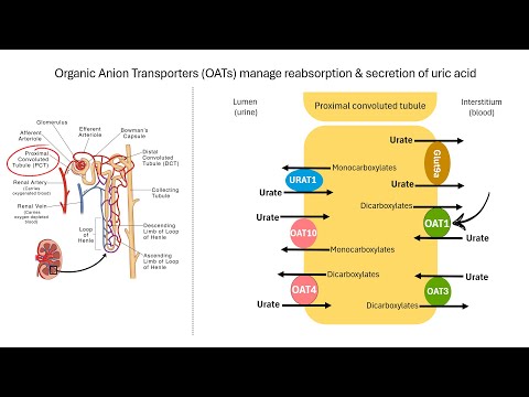 Why Thiazide Diuretics Cause Hyperuricemia (and Gout!) | Pharmacology Explained