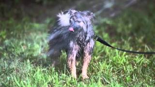 Pomeranian Joy's First Year - Music by Hydra-Glitter Queen