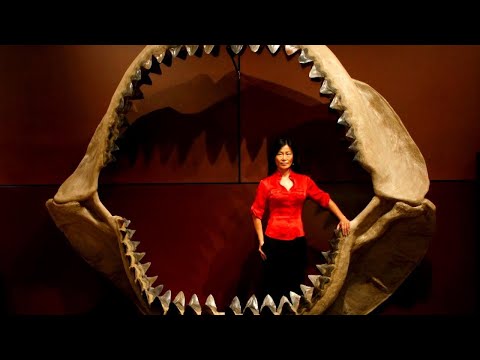 download lagu mp3 mp4 Megalodon Fossil, download lagu Megalodon Fossil gratis, unduh video klip Megalodon Fossil
