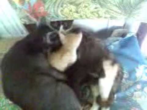 Funny cats (1)