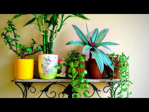 How to grow plant in coffee mugs/Cups || Backyard Gardening Video