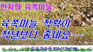 한지형육쪽마늘수확