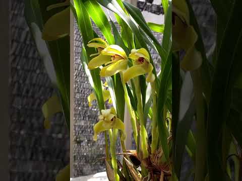 園芸 マキシラリア、コレクターの間で珍重される蘭