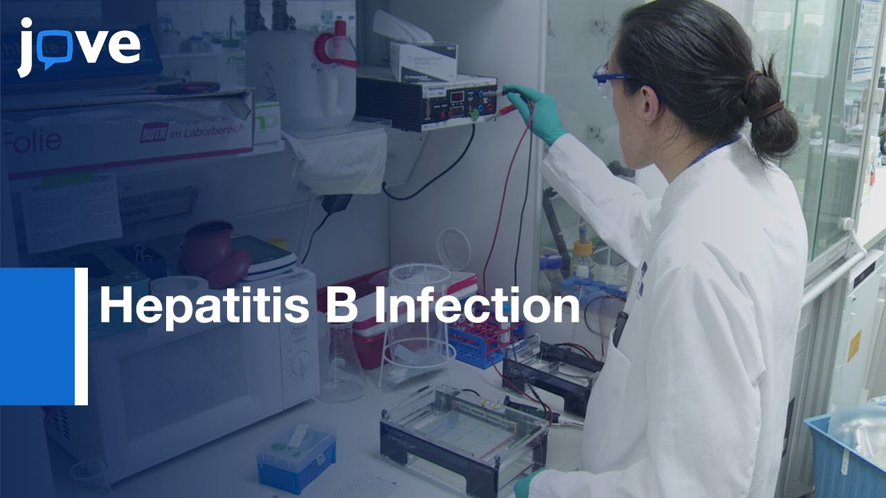 Hepatitis B Infection Involved in Low Copy Viral DNAs: Detection | Protocol Preview