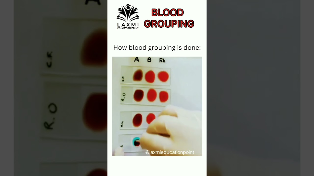 ABO Blood Grouping | class 11th biology| body fluids and circulation| #neet2023#neetbiology#biology