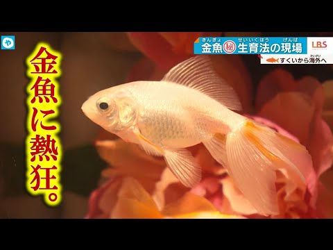 榨金魚