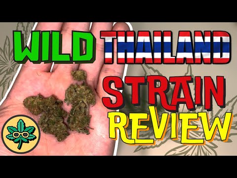 , title : 'Wild Thailand Strain Review - REAL Thai Sativa Landrace'