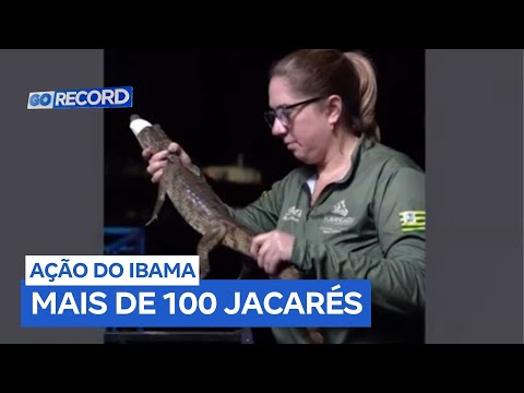 Mais de 100 jacarés são retirados de lagoa em Porangatu (GO)