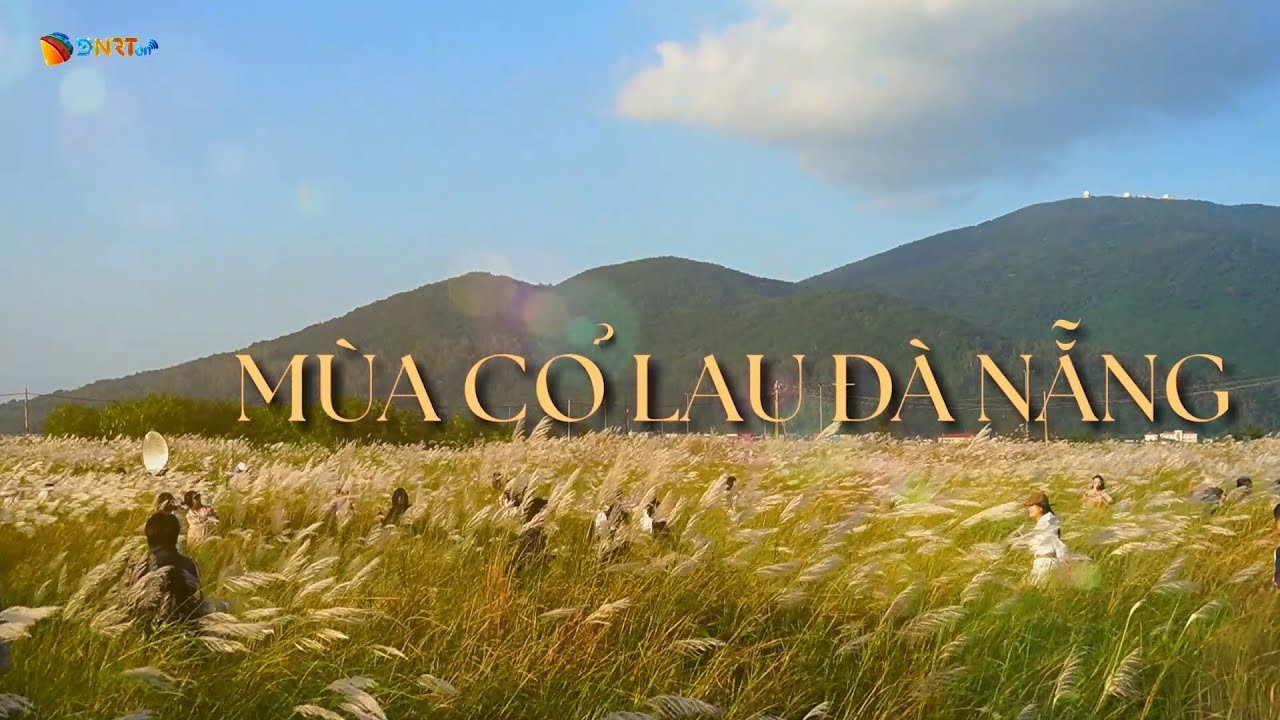 🌿Check-in Mùa cỏ lau trắng “gây thương nhớ” ở Đà Nẵng