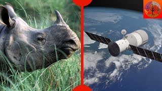 More Rhinos Found &amp; Space Lab Crashes to Earth - 7 Days of Science