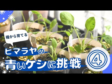 園芸 ヒマラヤ樺