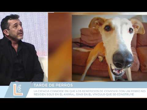 ¿Puede un Perro Mejorar tu Salud? Lo Que Revelan los Estudios