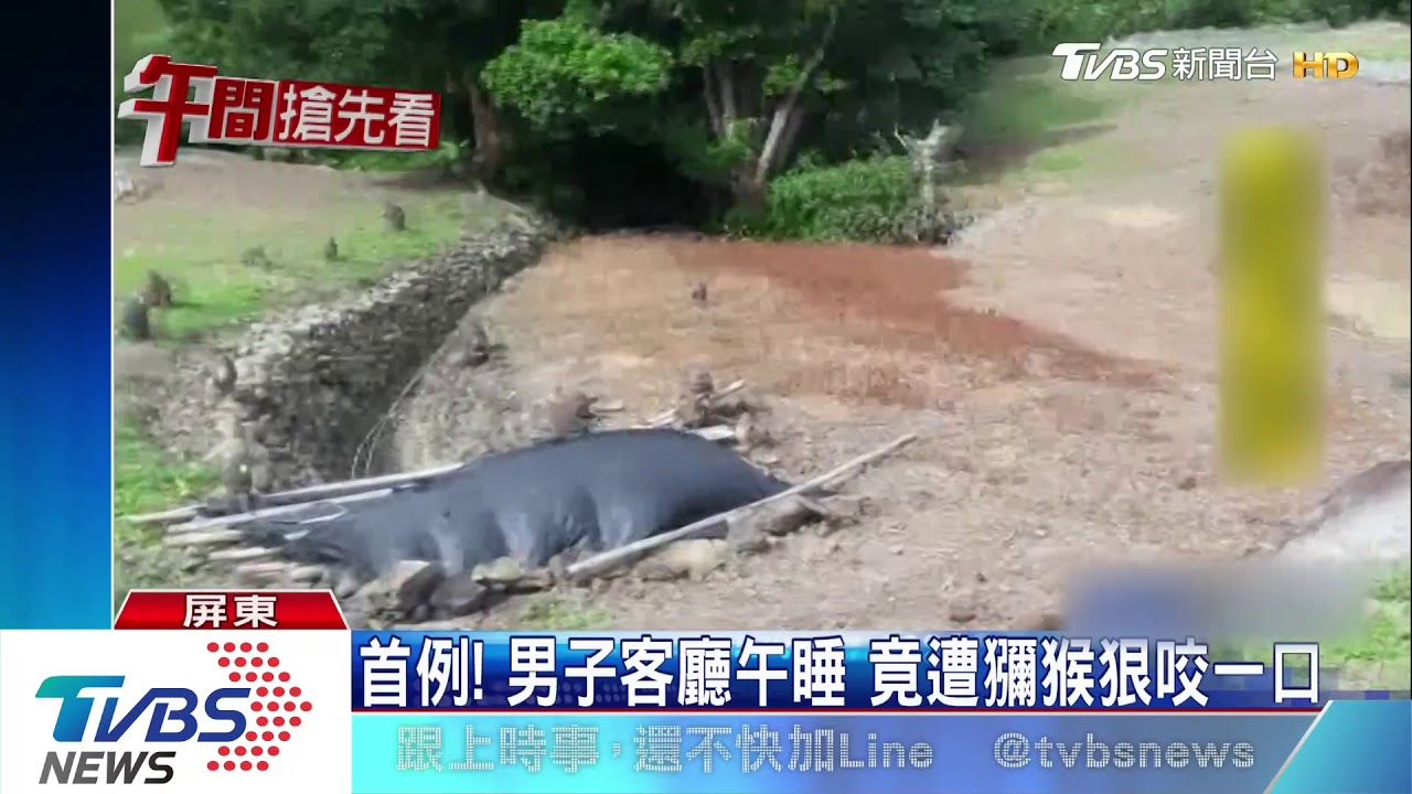 首例！男子客廳午睡　竟遭獼猴狠咬一口