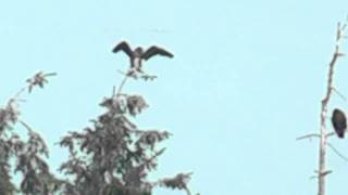preview picture of video 'Fugl i Korsør, Danmark nær sø. En Skarv med hvidt bryst. Fugl i træ'