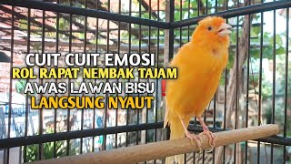 Download lagu kenari gacor panjang Cuit Cuit EMOSI, Pancingan Kenari Paud Belajar Bunyi, terapi AMPUH Kenari MACET mp3 Download lagu kenari gacor panjang Cuit Cuit EMOSI, Pancingan Kenari Paud Belajar Bunyi, terapi AMPUH Kenari MACET mp3