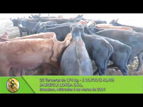 06-03-19 - Venta de Hembras  - Jauregui Lorda S.R.L. - Brandsen